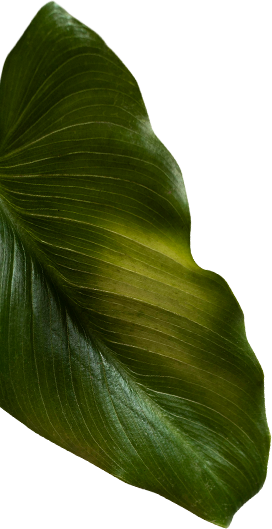 why-choose-one-shape-1 why-choose-one-shape-1